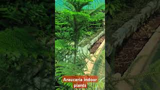 Araucaria Indoor Plants AraucariaIndoorPlantsGardenTipsEvergreenPlantHousePlantsAraucariaCare [upl. by Amye948]