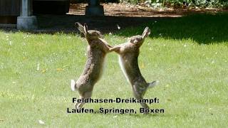 Feldhasen Dreikampf  Laufen Springen Boxen [upl. by Cantone892]