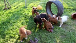 quot Welpen mit Canneo® und Continental Bulldogs quot  Asgards Pride Bulldogs  Full HD [upl. by Ahsenyl]