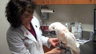 Dr Laurie Hess Examines a 58yearold Moluccan Cockatoo [upl. by Rebna]