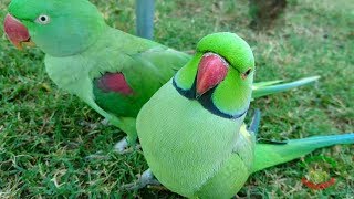 Natural Parrot Chirping Sounds [upl. by Ecikram]