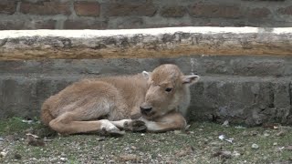 Rarissime naissance dune bisonne blanche au zoo de Belgrade [upl. by Ettolrahs]