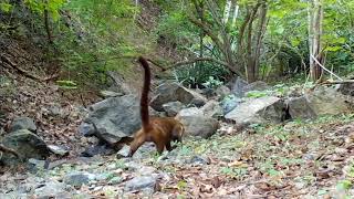 Animales en libertad El pizote [upl. by Neimad]