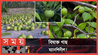 বিষাক্ত গাছের সংস্পর্শে পুড়ে যায় দেহের ত্বক  Manchineel Tree  Deadly Tree in The World  Somoy TV [upl. by Rugg]