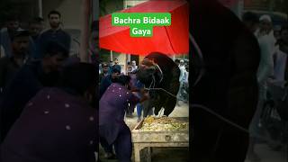 Bachra Bidaak Gaya shorts shortsfeed cow bachra weight heavy animals adventure shortsvideo [upl. by Drhacir761]