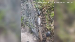 Illegal gillnet found in Oxford County [upl. by Sivia619]