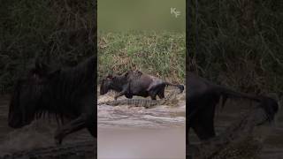 The Wildebeest Who Escaped a Crocodiles Jaws [upl. by Celinka]