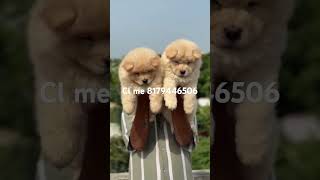 Chow Chow Puppies Available trending viralshort reelsvideo shortsvideo youtubeshorts dogbreed [upl. by Alana]