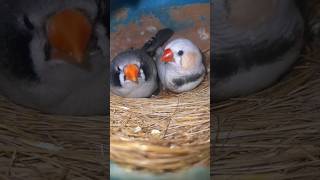 Zebra finch new pair  Finches bird  birds bird cute youtubeshorts shorts cute pets viral [upl. by Gelasias309]