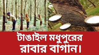 টাঙ্গাইল মধুপুরের রাবার বাগান। রাবার গাছ   Hevea brasiliensis abujehad tangail news news fyp [upl. by Zenger]