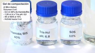 Electroforesis en geles de acrilamida [upl. by Eiwoh]