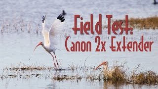 Field Testing the Canon 2x Extender in Merritt Island Wildlife Refuge [upl. by Dnomaj]