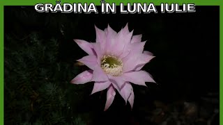 Grădina mea în luna Iulie [upl. by Kendyl]