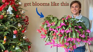 How to Care for CHRISTMAS CACTUS Plants to get MAX Flowers Every Year  Secrets to their Blooms [upl. by Robbin]