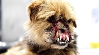 Dog Missing Half Her Face Receives Treatment amp New Beautiful Home  Vote For Our Best Dog Rescue [upl. by Barthel]