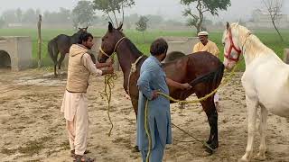 Horse Enjoying Video in Village Area Part 2 [upl. by Nebuer990]