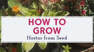 How to Grow Hostas from Seed [upl. by Florella]