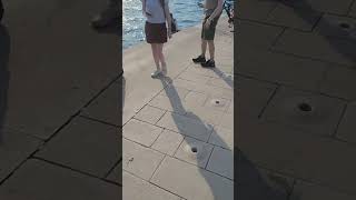 The Sea Organ Zadar livegiveandtravel nature croatia youtubeshorts sunset [upl. by Meekahs]