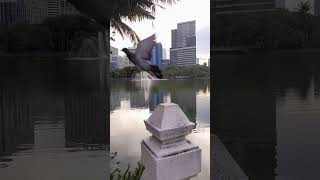 Lumpini Park Bangkok thailand lumpinipark allaho subhanallah allahuakbar [upl. by Ronoc]