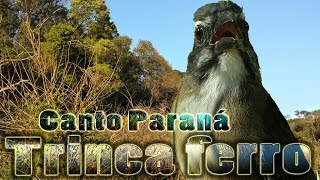 Trinca ferro canto Paraná gravado ao vivo em HQ para ensinamento de filhotes [upl. by Aicela]