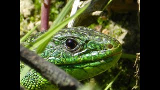 Lézard vert occidental [upl. by Akins]