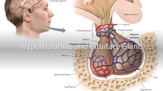 Hypothalamus and Pituitary Gland [upl. by Eldwon]