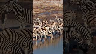 Dazzling Zebra in Namibia wildlife africanwildlife zebra [upl. by Aneda750]