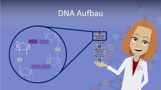 DNA Aufbau leicht erklärt [upl. by Yortal]