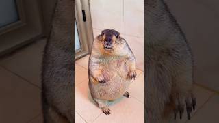 Adorable Moments with Pet Marmot Palscutepets cute marmot marmota funny petmarmot [upl. by Wanfried]