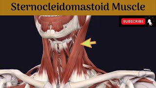 Sternocleidomastoid muscle  Attachment  Nerve Supply  Action  Relations [upl. by Wiley908]