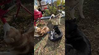 Alaskan Malamutes and Hens Make Up Our Family pethens alaskanmalamutes malamutelovers [upl. by Amahcen]