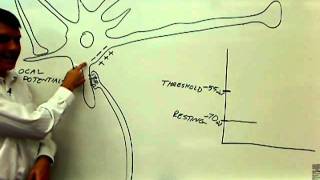 01 parts of the neuron with physiology 01wmv [upl. by Nomyaw]