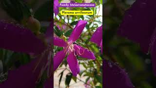 Pleroma urvilleanum  Family Melastomataceae plantscience4u [upl. by Siuqramed]