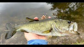 Fly Fishing for Bass and Bluegill 123123 [upl. by Affay]