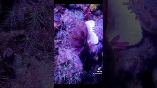 RÃ¶hrenwurm cute reeftank nanotank aquarium aquariumlife aquaristik Meerwasseraquarium asmr [upl. by Casper]