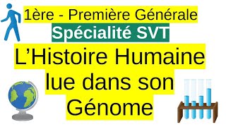 Lhistoire humaine lue dans son génome  Spécialité SVT 1ere [upl. by Smoot511]