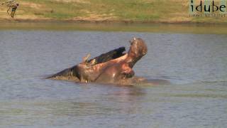 Hippo Playing With A Stick [upl. by Stacy]