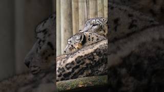 Snow leopard in zooyoutubeshorts shortsfeed shorts wildlife animals wildanimal viralvideo [upl. by Nerad]