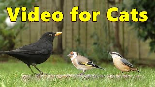 Birds for Cats to Watch Videos  Birds On The Ground  Cat TV Video by Paul Dinning ⭐ 8 HOURS ⭐ [upl. by Vergne]