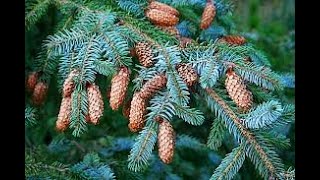 Picea sitchensis Sitka spruce Pinaceae [upl. by Minette786]