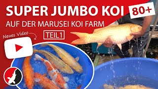 Super Jumbo Koi 80 von der Marusei Koi Farm [upl. by Ewen]