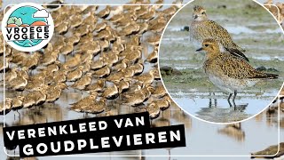 Prachtige verenkleed van goudplevieren  Compilatie Zelf Geschoten  Vroege Vogels [upl. by Simonetta]