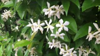 How to multiply trachelospermum jasminoides Star Jasmin [upl. by Edbert]