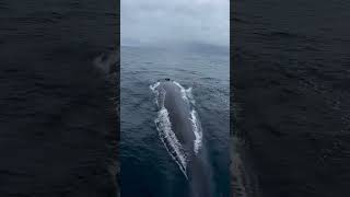 Whale breathing🐳shorts trending viralvideo youtubeshorts [upl. by Ayekim]