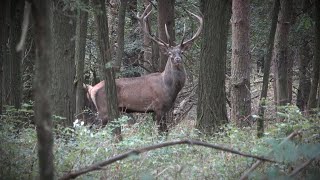 Hirschbrunft 2024 in Ungarn  Das ist Bogenjagd [upl. by Lashar]