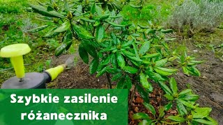 Jak szybko zasilić rododendronjak nawozić różanecznik [upl. by Yotal]