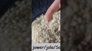 jowar dosa using just 2 ingredients shorts short [upl. by Lumpkin]