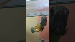 🐠Oscar fish ko fish khilaya😱aquarium oscarfish pets youtubevideo guppyfish fish [upl. by Pradeep]