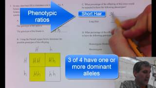 Punnett Square Sample Problem [upl. by Toolis]