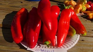 ⟹ Cubanelle Pepper  Capsicum annuum  Pod Review [upl. by Damales]